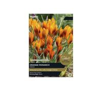 Taylors Bulbs SE034 Select Range Crocus Orange Monarch 12 Bulbs Pre-Pack