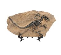 Tbest Dinosaur Skeleton Replica Dinosaur Bone Model for Study Decor Collection Display Simulation Archaeology Enthusiasts