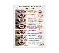 TCYNNQVD Cat Age Reference Poster Age Estimation By Teeth Chart Veterinary Educational Wall-Art Canvas For Office Decor(Framed,16x24inch(40x60cm))