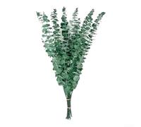 TDCuizent 20 Pack Dried Eucalyptus Stems Natural Preserved Silver Dollar Leaves for Floral Arrangements Wedding Bouquets Home Decor Photography Props Rustic Centerpieces and DIY Crafts(20pcs)