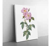 Tea Scented Rose In Pink By Pierre Joseph Redoute Vintage Canvas Wall Art Print Ready to Hang, Framed Picture for Living Room Bedroom Home Office Décor, 76x50 cm (30x20 Inch)
