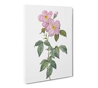 Tea Scented Rose In Pink By Pierre Joseph Redoute Vintage Canvas Wall Art Print Ready to Hang, Framed Picture for Living Room Bedroom Home Office Décor, 30x20 Inch (76x50 cm)