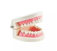 Teach Study Adult Standard Typodont Demonstration Teeth Model Flesh Pink by Hot Dental