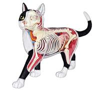Teaching 4D Cat Skeleton Anatomy Model Kit Detachable and Assembled Cat Skeleton Animal Anatomical Model Study Model Tool for Skeleton Model