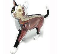 Teaching 4D Intelligent Assembly Of Animal Organ Anatomy Models, Cat Anatomy Model Equipment Popular DIY Skeleton Model