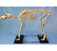 Teaching Animal Anatomy Experimentary Legs Skeletal Sample Model Education Model is A Human Biology Professor Veterinary Education Demonstration Tool Skeleton Model
