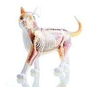Teaching Cat Anatomy Model Puzzle Assembly Toy Cat Skeleton Anatomical Animal Biology Organ Education Skeleton Model