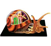 Teaching Educational Model Animal Model 4D Visual Toy Animal Biology Snail Organ Model Detachable 32 Parts Models Skeleton Model