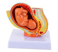 Teaching Medical Model 1pc Embryo Model Anatomy of The Placenta Model Teaching PVC Full-Term Fetus Model Female Pregnancy Embryo Model Uterine Embryo Model for Learning