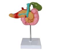 Teaching Model 1:1 Human Pancreas Spleen Duodenum Gallbladder Pathological Anatomical Model for Medical Training Training Aid Medical