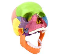 Teaching Model,1:2 Human Skull Color Description Human Skull Model for Anatomy Skull Model with 15 Assembly Parts and Bone Description Manual and Accurate Detai