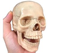 Teaching Model,1:2 Human Skull Model for Anatomy PVC Detachable Skull Anatomy Model with 15 Assembly Parts and Bone Description Manual and Accurate Details Huma