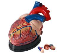 Teaching Model,3 Times Magnification Human Heart Model with 3 Detachable Parts and Base for Demonstrate The Structure and Function of The Human Heart