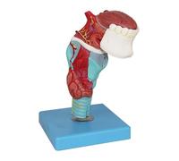 Teaching Model 5 Part Larynx and Tongue Anatomical Model Life Size Tongue Tooth Anatomical Model Detachable Stomatology Model for Science Classroom Study