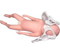 Teaching Model, Advanced Midwifery Training Childbirth Simulator, with Baby and Pelvis-Pubic Symphysis, Imitating Childbirth, Gynecology Teaching, Hospital Display, Etc.(Male)