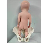 Teaching Model, Advanced Midwifery Training Childbirth Simulator, with Baby and Pelvis-Pubic Symphysis, Imitating Childbirth, Gynecology Teaching, Hospital Display, Etc.(Male)