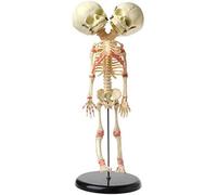 Teaching Model,Baby Skeleton Model, Vintage Baby Fetal Skeleton Fetus Specimen Oddity Display ，Medical Anatomical Fetal Baby Skeleton Model for Study Display Teaching Med