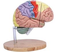 Teaching Model Brain Model Anatomy 2X Magnification Human Brain Model Psychology with 4 Detachable Parts and Stand Base and Anatomical Location Markers