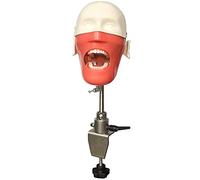 Teaching Model,Dental Simulator Unit Phantom Head Model, Manikin Phantom Bench Mount 360-Degree Adjustment Life-Size w/Teeth Model Training