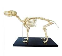 Teaching Model,Dog 64Cmx10Cmx30Cm Advanced Pvc Dog Anatomy And Human Biology Veterinary Teaching Demonstration Tool Wi