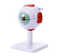 Teaching Model Eye Anatomy Model 3X Enlarged Eyeball 3D Model with 6 Detachable Parts and Digital Identification and Easy to Carry and Display Human Eye Anatomy Model