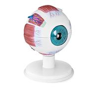 Teaching Model,Eyeball eye model anatomy, 6x magnification human eye ball anatomy model anatomical learning display tools, 7-part, highly detailed