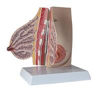 Teaching Model,Female lactation Breast anatomy model Beauty Training Teaching Model breast teaching model