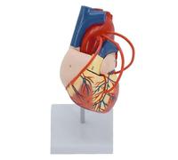 Teaching Model Heart Model Anatomy 1:1 Human Heart Anatomy Model with 2 Detachable Parts Digital Labeled Anatomical Position Instructions Heart Bypass Vessel Heart