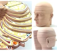 Teaching Model,Human Brain Cross-Cut Model Brain Model 12 Parts Skull Brain Level Cut Model Radiation Magnetic Resonance Imaging Teaching Neurology
