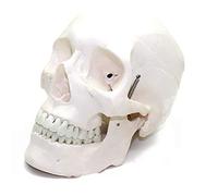 Teaching Model,Human Skull Model, Human Anatomy Skull Model Kit, Model Skull Skull Skull Bone specimens Neurology Neurosurgery for Science Classroom Study Shows