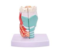 Teaching Model Human Throat Model Life Size Larynx Anatomy Model with 2 Detachable Parts & Digital Labeled & Base for Teaching Models Doctor Patient Communication