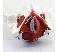 Teaching Model, Life Size Female Pelvis Skeleton Model Detachable Medical Anatomy Model with Pelvic Floor Muscles for Nursing