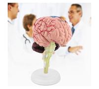 Teaching Model,Life Size Human Head Brain Anatomy Model 4D Anatomy Brain Model For Science Classroom Study & Display