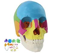 Teaching Model,Life Size Human Skull, Anatomy Skull Human Skull Realistic Life Size with 22 Color Removable Bones and Accurate Bone Structure for Medical Education/Art St