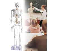 Teaching Model of Human Skeleton 85Cm Anatomical with Skull And Spine for Medical Students Detachable Learning Tool Body Educational