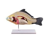 Teaching Model, Realistic Animal Model, Removable Internal Organs, Exhibition -Based Fish, Biology Teaching Team For Teaching.