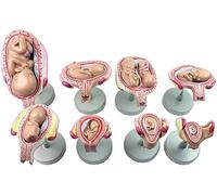 Teaching Model, Scientific Human Anatomy,1:1 Life Size Pregnancy Embryo Development Process Model Set for Midwifery Medical Educational Training Aid, Lab Supplies Anatomy