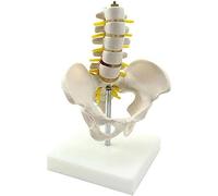 Teaching Model Scientific Human Anatomy Five Section Lumbar Spine Skeletal Model PVC Material Teaching Medical Skeleton Decoration Statue Anatomy Biology Teaching Aids