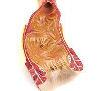 Teaching Model Scientific Human Anatomy Human Rectal Anatomy Model Anorectal Surgery General Surgery Doctor Training Teaching Material Tool