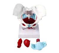 Teaching Model tool,Female Pelvis Model, Pelvic Floor Anatomy Model with 4 Removable Parts,Pelvic Floor Teaching Detailed Anatomy for Midwives