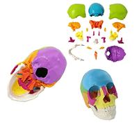 Teaching Model tools, 22 Piece Human Skull Model Human Skull Model Life Size 9 Colors Painted 4D Human Anatomical Skull Model