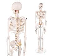 Teaching Model Tools,33" TallHuman Skeleton Model with Base Flexible Mini Human Skeleton Model for Anatomy Washable Scientific Model for Study Basic Details of Human Skele