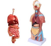 Teaching Model Tools,45Cm Human Torso Model Human Brain and Skeleton Model Human Anatomy Models Science Learning Kit Teaching Model Removable Internal Organs Anatomy