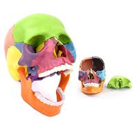 Teaching Model Tools,Color Skull Model 1:2 Size Painted Human Head 15 Pieces Detachable Skull Model 4D Head Human Mini Skull Model Anatomical Science Teaching Model