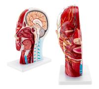 Teaching Model Tools Face Head Muscle Model Head Anatomical Nasal Cavity Throat Brain Anatomy Life Size Half Head Model Superficial Neurovascular Musculature Model
