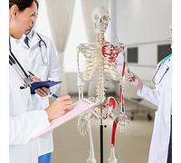 Teaching Model Tools,Human Skeleton Model,70.8 Inches Life Size Anatomical Skeleton Replica Skull is Removable with Spinal Nerves,Muscle Insertion Origin Points for Skeleton Anatom