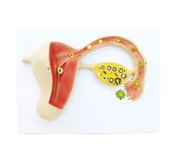 Teaching Model, Training and Teaching Model, Educational Medical Training, Embryonic Uterine Tissue Model, Teaching Resources A