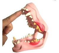 Teaching tools,Canine Dog Jaw Anatomical Model Anatomy Veterinary Animal Skeleton Decomposition Specimen Professional Dental Medical Teaching,Dog tooth model
