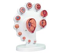 Teaching tools,Fetus Organ Growth Process Model, Fetal Model, Fetus Uterine Embryo Development Model, Human Anatomy Teac
