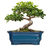 Teagas Bonsai Pots 11.6 Inch - Ceramic Succulent Pots with Drainage Hole, Rectangular Planter for Indoor Outdoor, Decorative Ceramic Flower Pot, Home Garden Room Decor, Plant Lover Gifts, Retro Blue